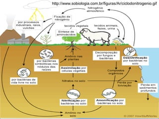http://www.sobiologia.com.br/figuras/Ar/ciclodonitrogenio.gif
 