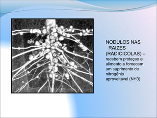 NODULOS NAS
RAIZES
(RADICICOLAS) –
recebem proteçao e
alimento e fornecem
um suprimento de
nitrogênio
aproveitavel (NH3)
 