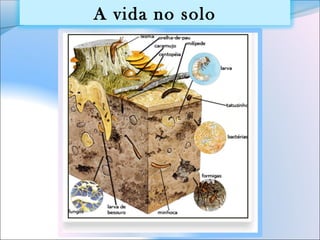 A vida no solo
 