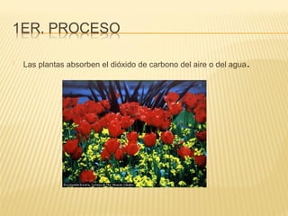 
Las plantas absorben el dióxido de carbono del aire o del agua.
 
