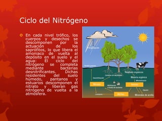 Ciclo del Nitrógeno
 En cada nivel trófico, los
cuerpos y desechos se
descomponen por la
actuación de los
saprófitos, lo que libera el
amoniaco de vuelta al
depósito en el suelo y el
agua: El ciclo del
nitrógeno se completa
mediante bacterias
desnitrificantes. Dichas
residentes del suelo
húmedo, pantanos y
estuarios descomponen el
nitrato y liberan gas
nitrógeno de vuelta a la
atmósfera.
 