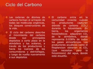  Las cadenas de átomos de
carbono forman el armazón de
todas las moléculas orgánicas,
los bloques constructores de
la vida.
 El ciclo del carbono describe
el movimiento del carbono
desde sus principales
depósitos a corto plazo en la
atmósfera y los océanos, a
través de los productores y
hacia los cuerpos de los
consumidores y detritófagos,
y luego de vuelta nuevamente
a sus depósitos
 El carbono entra en la
comunidad viviente cuando
los productores capturan
dióxido de carbono (CO2)
durante la fotosíntesis. En
tierra, los organismos
fotosintéticos adquieren CO2
de la atmósfera, donde
representa 0.038% de todos
los gases atmosféricos. Los
productores acuáticos como el
fitoplancton obtienen el CO2
(que necesitan para la
fotosíntesis) del agua, donde
está disuelto.
Ciclo del Carbono
 