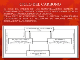 CICLO DEL CARBONO
EL CICLO DEL CARBON SON LAS TRANSFORMACIONES QUIMICAS DE
COMPUESTOS QUE CONTIENEN CARBON EN LOS INTERCAMBIOS ENTRE LA
BIOSFERA, ATMOSFERA, HIDROSFERA Y LITOSFERA.
FORMA PARTE DE COMPUESTOS COMO: LA GLUCOSA, CARBOHIDRATOS
FUNDAMENTALES PARA LA REALIZACION DE PROCESOS COMO LA
RESPIRACION Y LAALIMENTACION
 