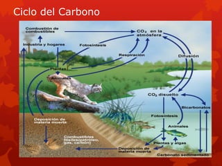 Ciclo del Carbono
 