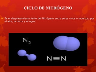 CICLO DE NITRÓGENO
 Es el desplazamiento lento del Nitrógeno entre seres vivos o muertos, por
el aire, la tierra y el agua.
 