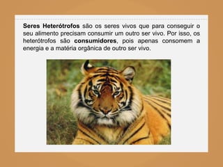 Seres Heterótrofos são os seres vivos que para conseguir o
seu alimento precisam consumir um outro ser vivo. Por isso, os
heterótrofos são consumidores, pois apenas consomem a
energia e a matéria orgânica de outro ser vivo.
 