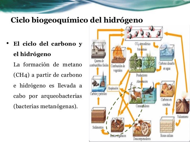 cicños biogeoquimicos (agua, hidrogeno , oxigeno , azufre )