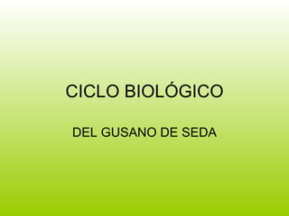 CICLO BIOLÓGICO DEL GUSANO DE SEDA 