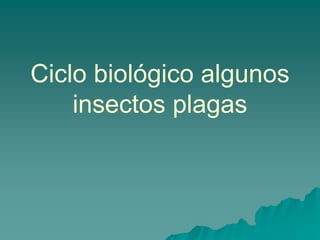 Ciclo biológico algunos
    insectos plagas
 