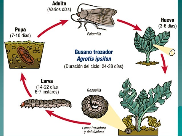 Resultado de imagen para ciclo de vida agrotis ipsilon