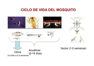 CICLO DE VIDA DEL MOSQUITO




                                       Vector (1-2 semanas)
                         Acuáticas
      Clima              (5-14 días)
2-3 dias a 2-3 semanas
 