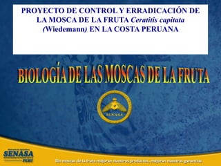 PROYECTO DE CONTROL Y ERRADICACIÓN DE
LA MOSCA DE LA FRUTA Ceratitis capitata
(Wiedemann) EN LA COSTA PERUANA
 