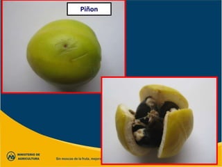 Piñon
 