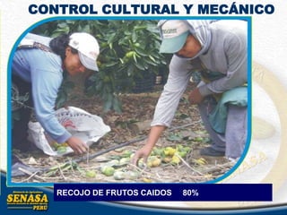 CONTROL CULTURAL Y MECÁNICO
RECOJO DE FRUTOS CAIDOS 80%
 
