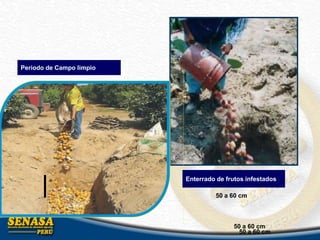Enterrado de frutos infestados
50 a 60 cm
50 a 60 cm
50 a 60 cm
Periodo de Campo limpio
 