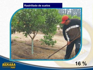 Rastrillado de suelos
16 %
 