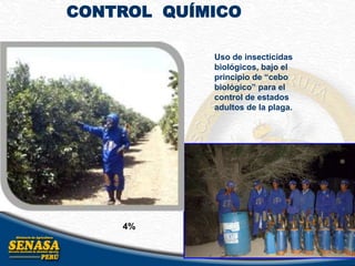 CONTROL QUÍMICO
4%
Uso de insecticidas
biológicos, bajo el
principio de “cebo
biológico” para el
control de estados
adultos de la plaga.
 