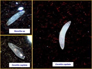 Neosilba sp
Ceratitis capitataCeratitis capitata
 