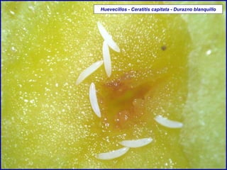 Huevecillos - Ceratitis capitata - Durazno blanquillo
 