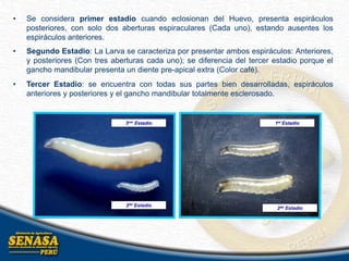 • Se considera primer estadio cuando eclosionan del Huevo, presenta espiráculos
posteriores, con solo dos aberturas espiraculares (Cada uno), estando ausentes los
espiráculos anteriores.
• Segundo Estadio: La Larva se caracteriza por presentar ambos espiráculos: Anteriores,
y posteriores (Con tres aberturas cada uno); se diferencia del tercer estadio porque el
gancho mandibular presenta un diente pre-apical extra (Color café).
• Tercer Estadio: se encuentra con todas sus partes bien desarrolladas, espiráculos
anteriores y posteriores y el gancho mandibular totalmente esclerosado.
2do Estadío
3cer Estadío 1er Estadío
2do Estadío
 