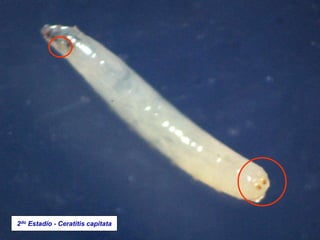 2do Estadío - Ceratitis capitata
 