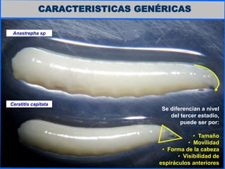 CARACTERISTICAS GENÉRICAS
Se diferencian a nivel
del tercer estadio,
puede ser por:
• Tamaño
• Movilidad
• Forma de la cabeza
• Visibilidad de
espiráculos anteriores
Anastrepha sp
Ceratitis capitata
 