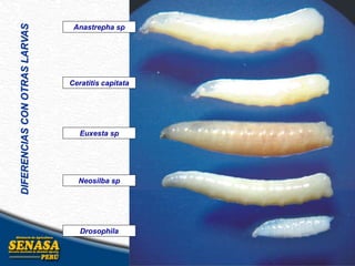 Neosilba sp
Drosophila
Euxesta sp
Anastrepha sp
Ceratitis capitata
DIFERENCIASCONOTRASLARVAS
 