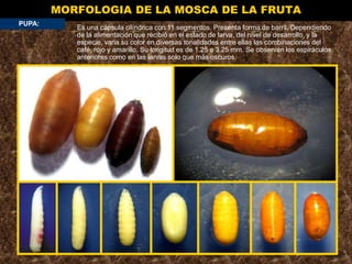 MORFOLOGIA DE LA MOSCA DE LA FRUTA
PUPA:
Es una cápsula cilíndrica con 11 segmentos. Presenta forma de barril. Dependiendo
de la alimentación que recibió en el estado de larva, del nivel de desarrollo, y la
especie, varia su color en diversas tonalidades entre ellas las combinaciones del
café, rojo y amarillo. Su longitud es de 1.25 a 3.25 mm. Se observan los espiráculos
anteriores como en las larvas solo que más oscuros.
 