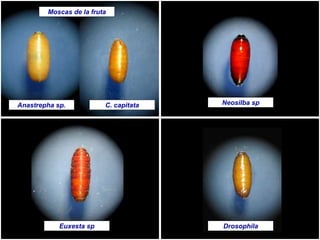 Moscas de la fruta
Neosilba sp
Drosophila
C. capitataAnastrepha sp.
Euxesta sp
 