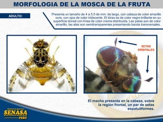 MORFOLOGIA DE LA MOSCA DE LA FRUTA
ADULTO:
El macho presenta en la cabeza, sobre
la región frontal, un par de setas
espatuliformes.
Presenta un tamaño de 4 a 5.5 de mm. de largo, con cabeza de color amarillo
ocre, con ojos de color iridiscente. El tórax es de color negro brillante en su
superficie dorsal con línea de color crema distribuida. Las patas son de color
amarillo, las alas son semitransparentes presentando banda transversales.
SETAS
ORBITALES
 