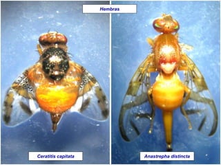 Hembras
Anastrepha distinctaCeratitis capitata
 