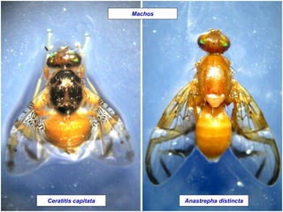 Machos
Ceratitis capitata Anastrepha distincta
 