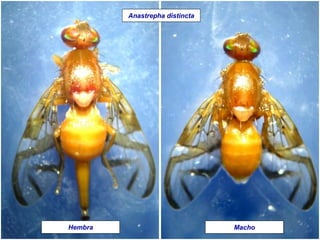 Hembra Macho
Anastrepha distincta
 