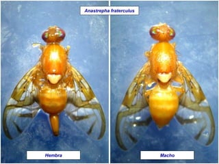 Hembra Macho
Anastrepha fraterculus
 