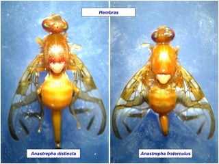 Anastrepha distincta Anastrepha fraterculus
Hembras
 
