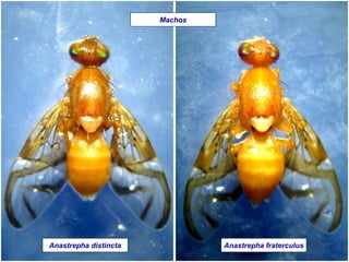 Anastrepha distincta Anastrepha fraterculus
Machos
 