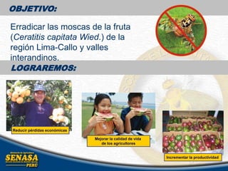 OBJETIVO:
Mejorar la calidad de vida
de los agricultores
Reducir pérdidas económicas
Incrementar la productividad
Erradicar las moscas de la fruta
(Ceratitis capitata Wied.) de la
región Lima-Callo y valles
interandinos.
LOGRAREMOS:
 