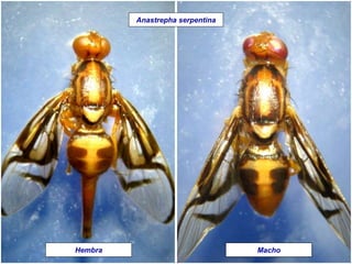 Hembra Macho
Anastrepha serpentina
 