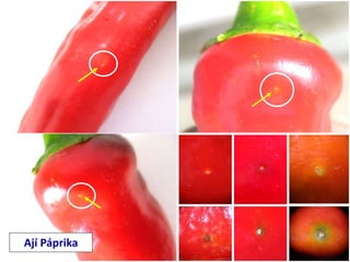 Ají Páprika
 