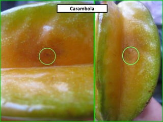 Carambola
 