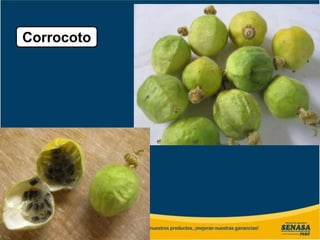 Corrocoto
 