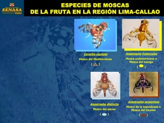 Ceratitis capitata
Mosca del Mediterráneo
( )
Anastrepha fraterculus
Mosca sudamericana o
Mosca del mango
( )
Anastrepha distincta
Mosca del pacae
( )
Anastrepha serpentina
Mosca de la sapotáceas o
Mosca del lúcumo
( )
ESPECIES DE MOSCAS
DE LA FRUTA EN LA REGIÓN LIMA-CALLAO
 