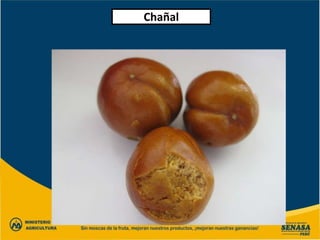 Chañal
 