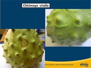 Chirimoya criolla
 