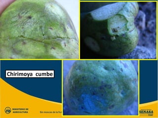 Chirimoya cumbe
 