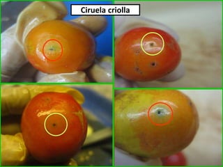 Ciruela criolla
 