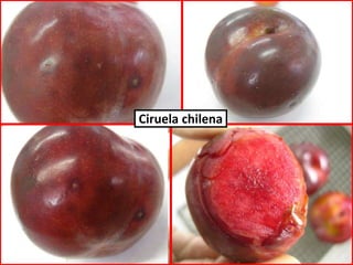 Ciruela chilena
 