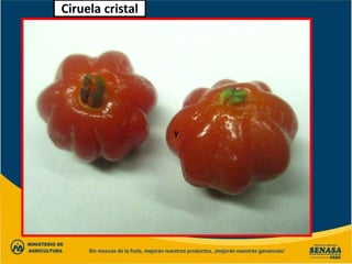 y
Ciruela cristal
 