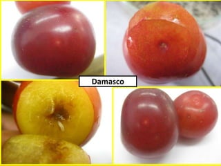 Damasco
 