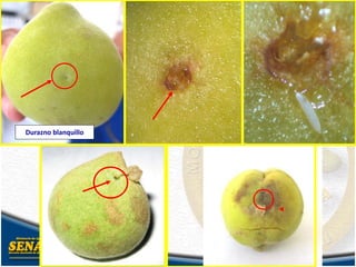 Durazno blanquillo
 